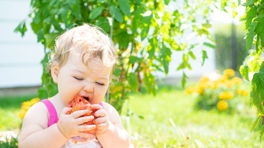 A toddler eating a tomato